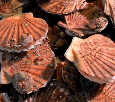 Fête de la Coquille Saint-Jacques