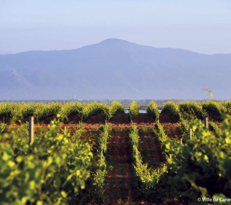 Perpignan - Canet-en-Roussillon - Hoomy - Location et Conciergerie