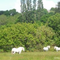 Chevaux marais Trestel ©Office de Tourisme Côte de Granit Rose
